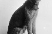 A Dog’s Life for Laddie Boy