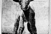 Sheep Shearing on the National Mall